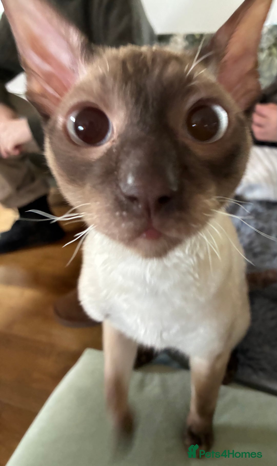 Cornish Rex cats for sale: Cornish Rex Chocolate Point Male 9 months £500 - Advert 15
