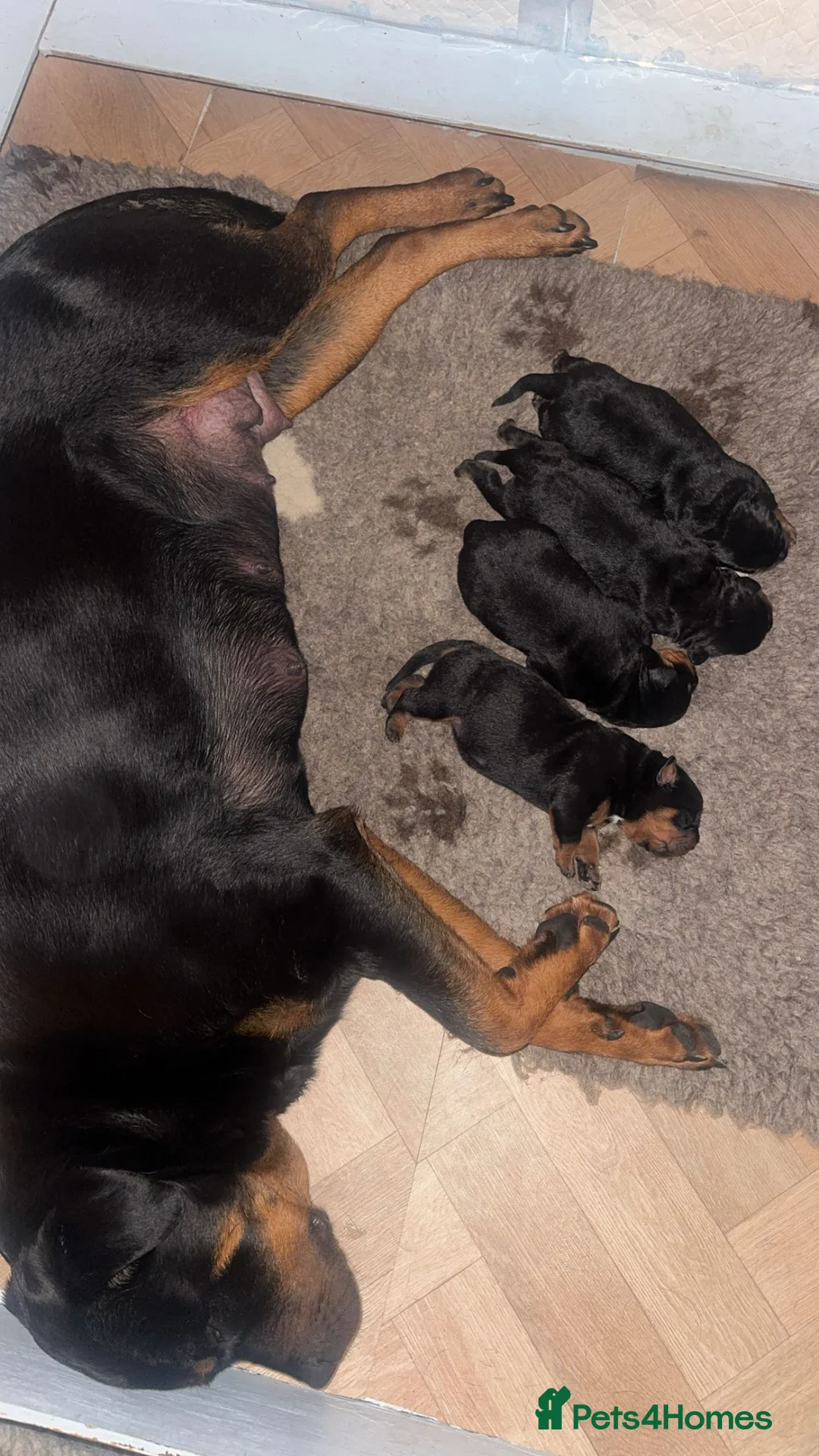 Rottweiler dogs for sale: Rottweiler Puppies  - Advert 2