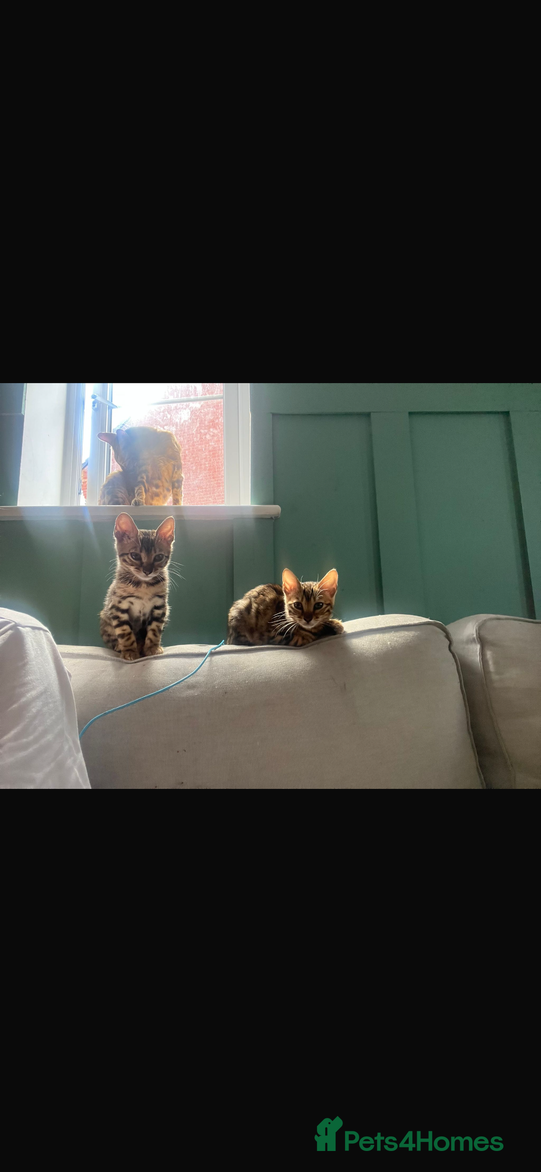 Bengal cats for sale: REDUCEDAbsolutely stunning Bengal Kittens READY in Hook - Image 31