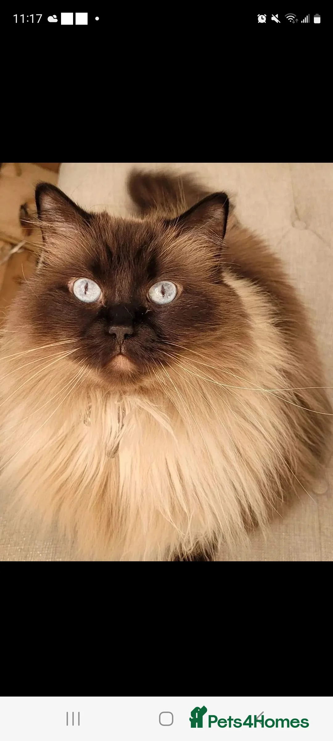 Ragdoll cats for sale: Ragdoll cat 6 years old for rehome  - Advert 1