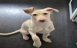 Mixed Breed dogs for sale: Reluctant sale - Image 3