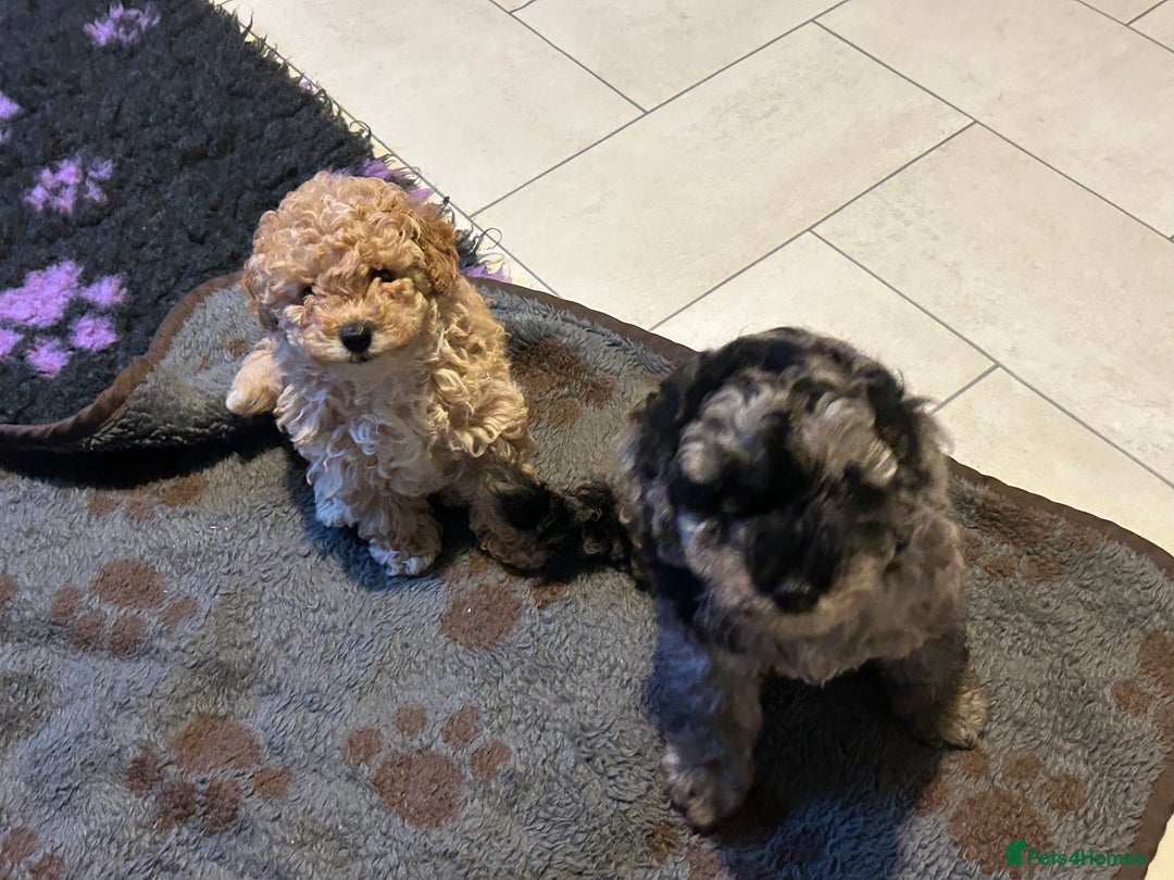 Cockapoo dogs for sale: Miniature cockapoo puppies Merle and Apricot - Image 16