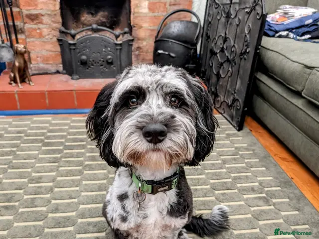 Cockapoo dogs Ralph - Advert 1