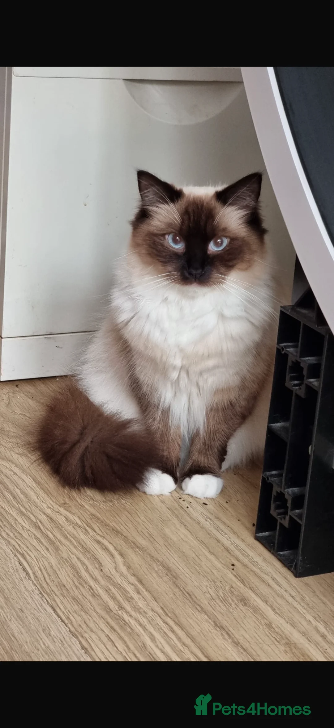 Ragdoll cats for sale: Ragdoll Kittens GCCF pedigree registered  - Advert 2