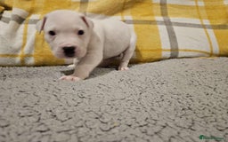 Mixed Breed dogs for sale: American bulldog x Staffy pups  - Image 5