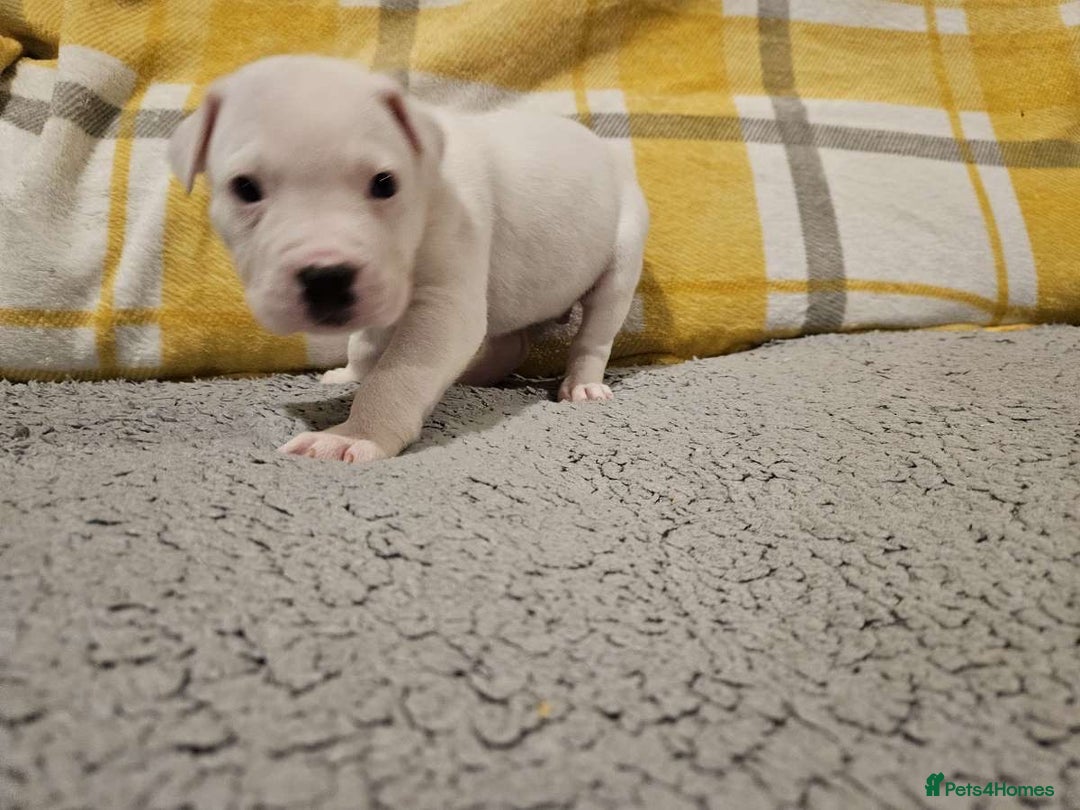 Mixed Breed dogs for sale: American bulldog x Staffy pups  - Image 5