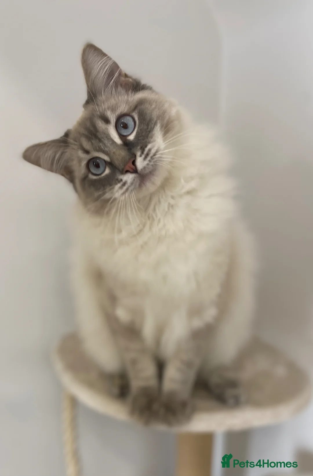 Ragdoll cats for sale: 6 Year Old Male Ragdoll - Rex in Andover - Advert 3