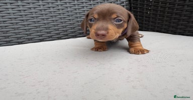 Miniature Dachshund dogs - Advert 16