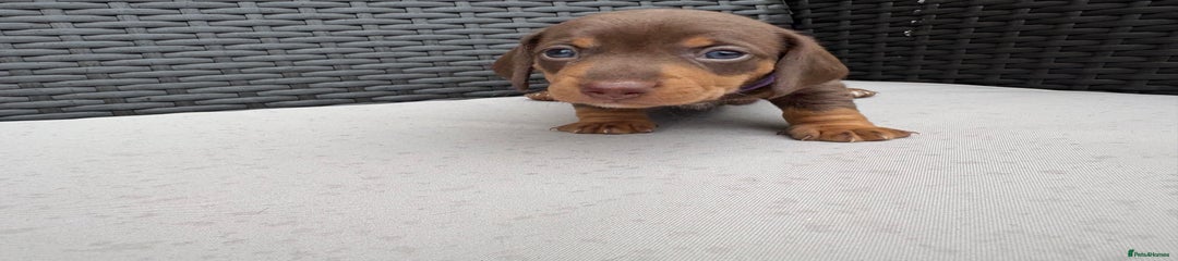  Puppy 3 “Purple”