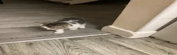 Mixed Breed cats for sale: 6 beautiful kittens - Advert 3