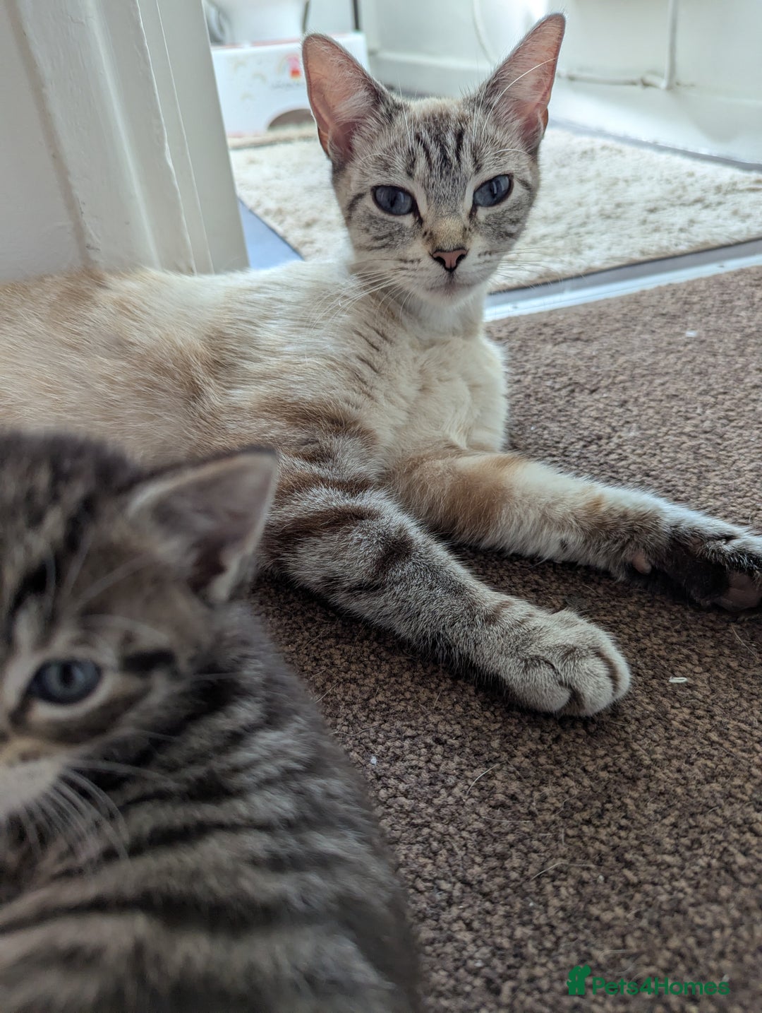 Ojos Azules cats for sale: beautiful Male Kitten - Image 10