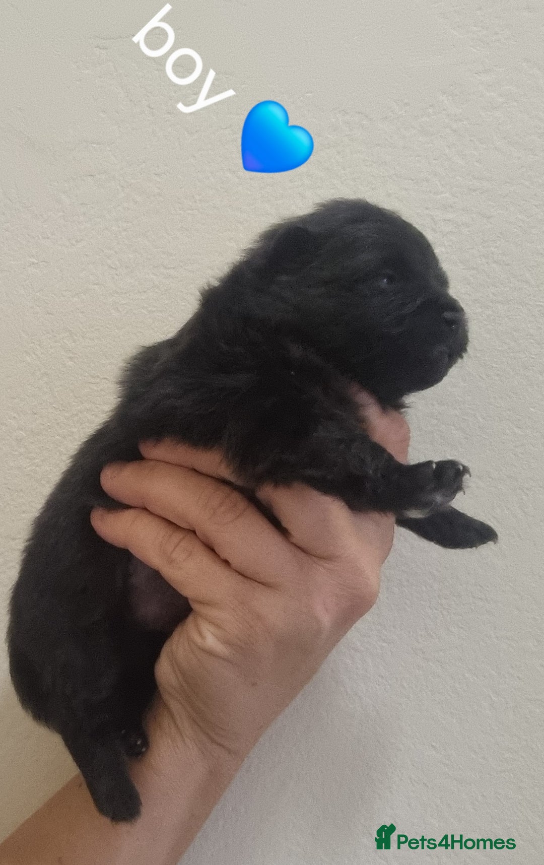 Pomeranian dogs for sale: Beautiful litter teddy bear poms  - Image 16