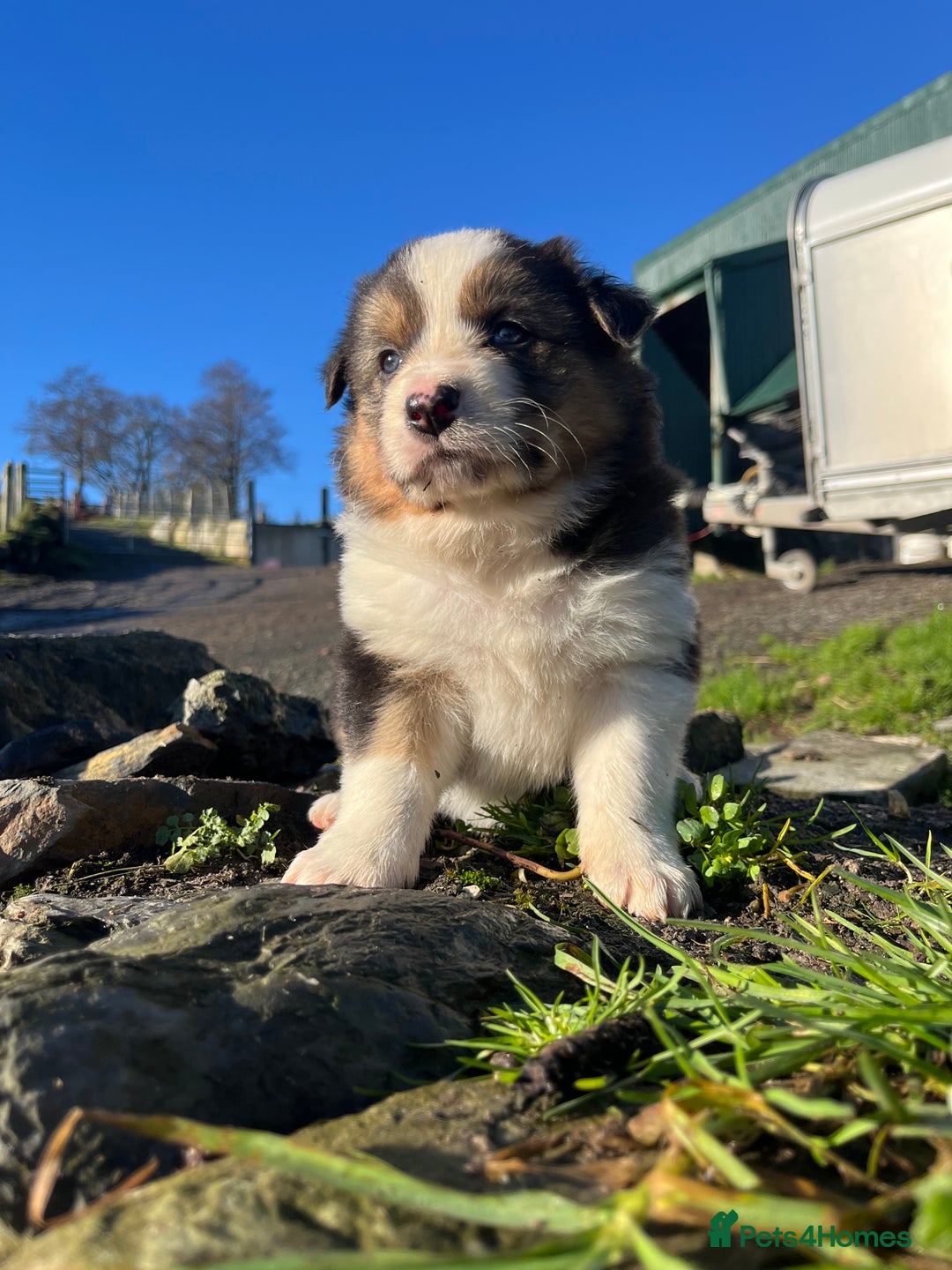 Border Collie dogs for sale: Stunning Tri Border Collie puppies for sale - Advert 5