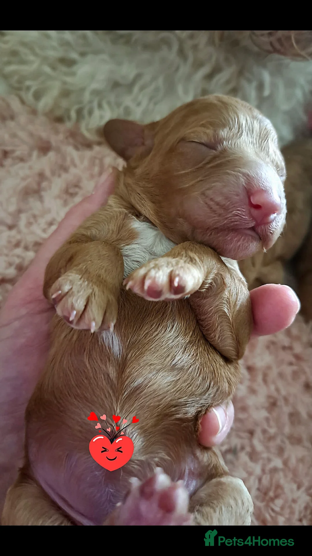 Cockapoo dogs for stud: cockapoo stud  in Aberlour - Advert 13