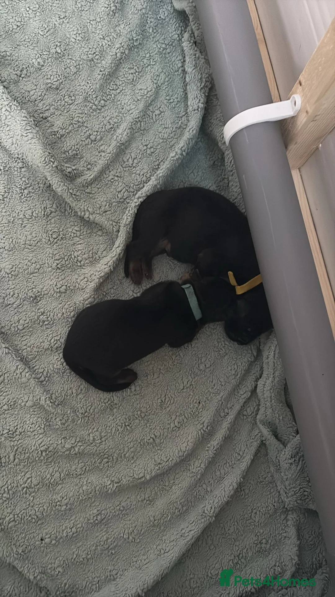 German Shepherd dogs for sale: 🐾Beautiful kc reg German shepherd pups 🐾 in Canvey Island - Advert 6