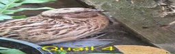 Quail poultry for sale: Male courtinix quail  in Heanor - Advert 2