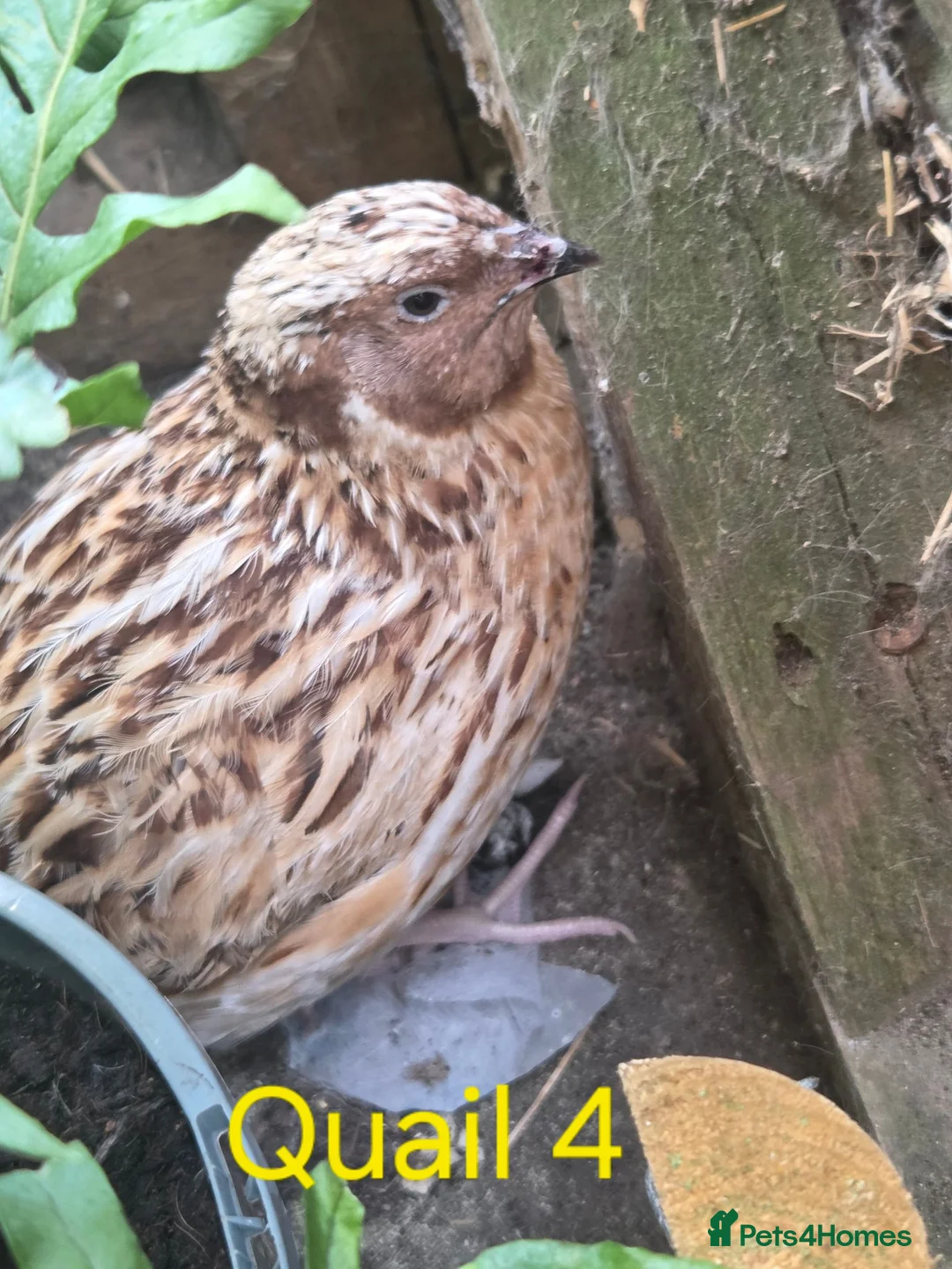 Quail poultry for sale: Male courtinix quail  in Heanor - Advert 2