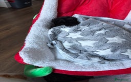 Shih Tzu dogs for sale: Black Shih Tzu puppy for sale  - Advert 3