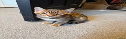 Bengal cats for sale: Pedigree TICA registered Bengal Kittens - Advert 14