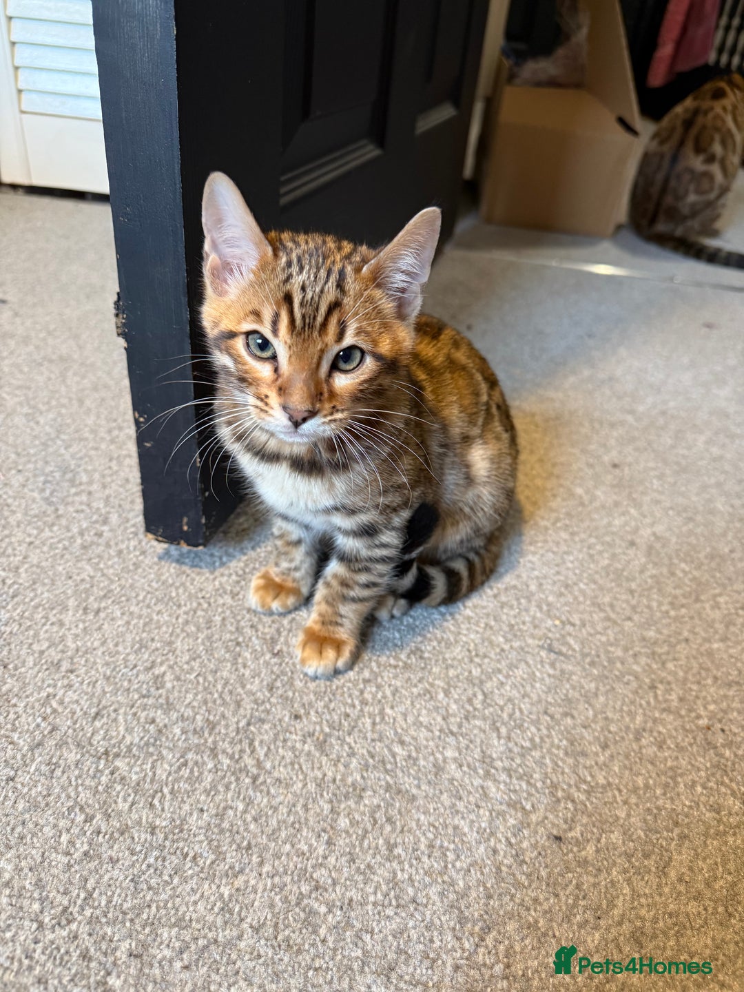 Bengal cats for sale: Pedigree TICA registered Bengal Kittens - Advert 14