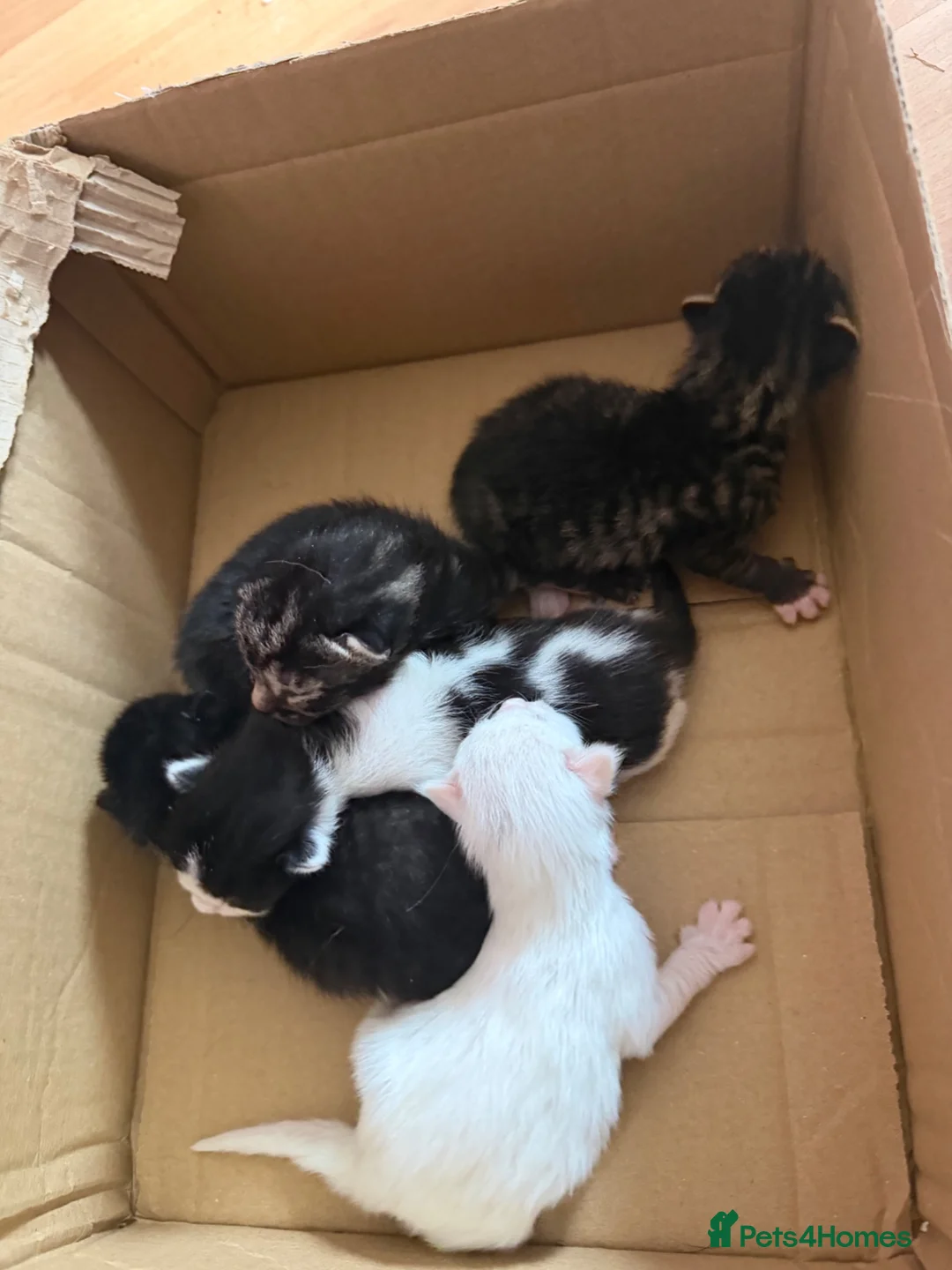 Mixed Breed cats for sale: Beautiful mixed breed kittens  - Advert 2