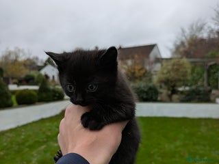 Mixed Breed cats 3 Tabby x Kittens - Advert 3