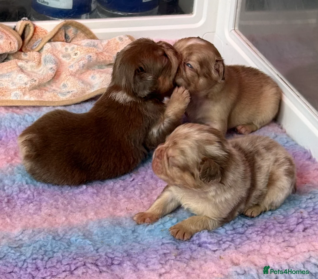 French Bulldog dogs for sale: Full fluffy frenchies  - Advert 19