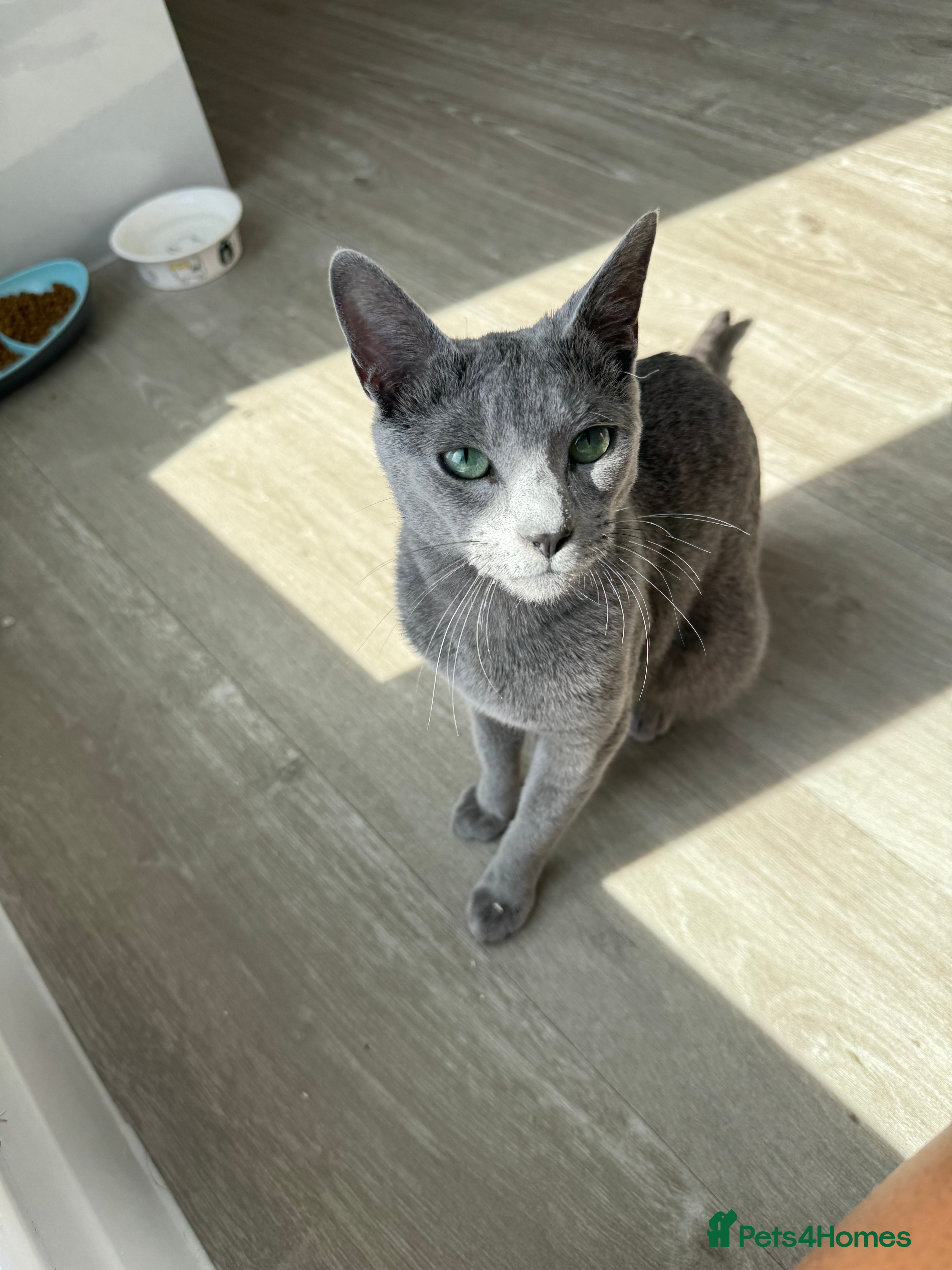 Russian Blue cats 🐾 Premium Home-Raised Russian Blue Kittens -Ready - Advert 2