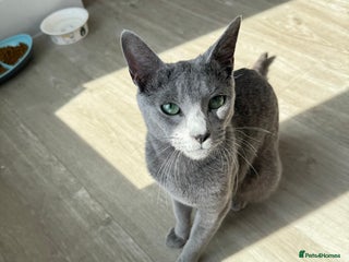 Russian Blue cats 🐾 Premium Home-Raised Russian Blue Kittens -Ready - Advert 18