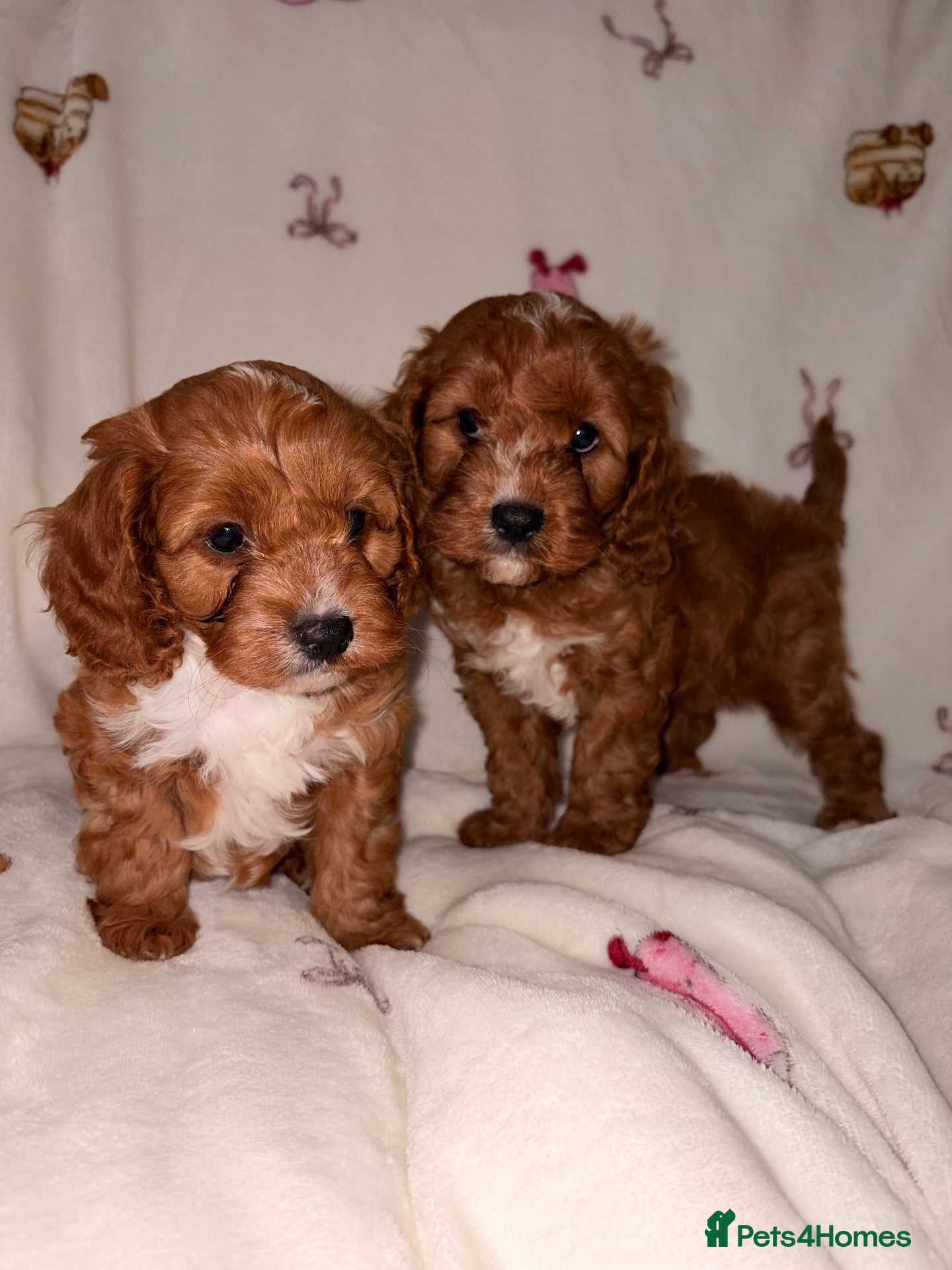 Cavapoo dogs DNA KC Health tested Deep red toy cavapoo puppy’s  - Advert 2