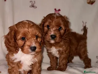 Cavapoo dogs DNA KC Health tested Deep red toy cavapoo puppy’s - Advert 2