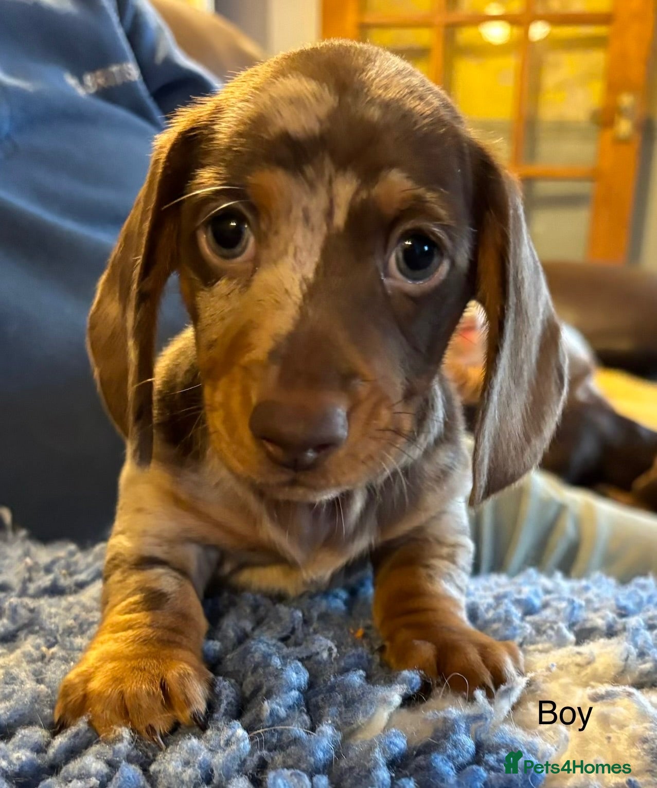 Miniature Dachshund dogs Gorgeous Litter of Miniature Dachshund Puppies - Advert 1