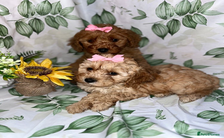 Cavapoo dogs - Advert 2