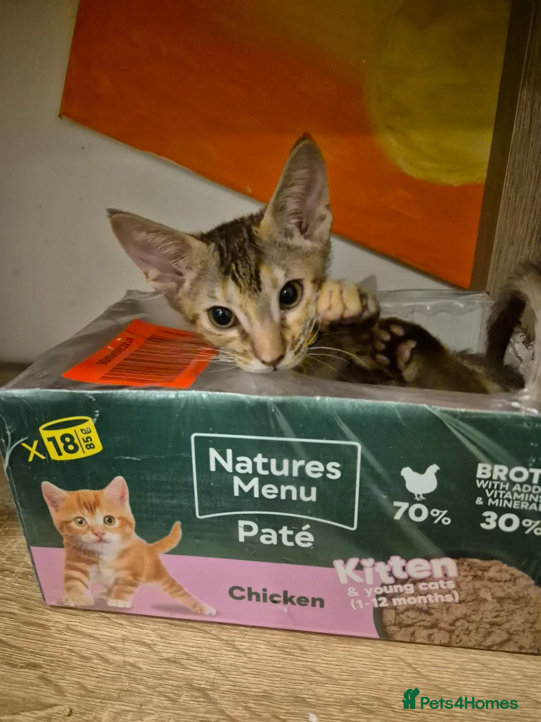 Serengeti cats for sale: Last seringetti girl ready to leave  - Advert 12