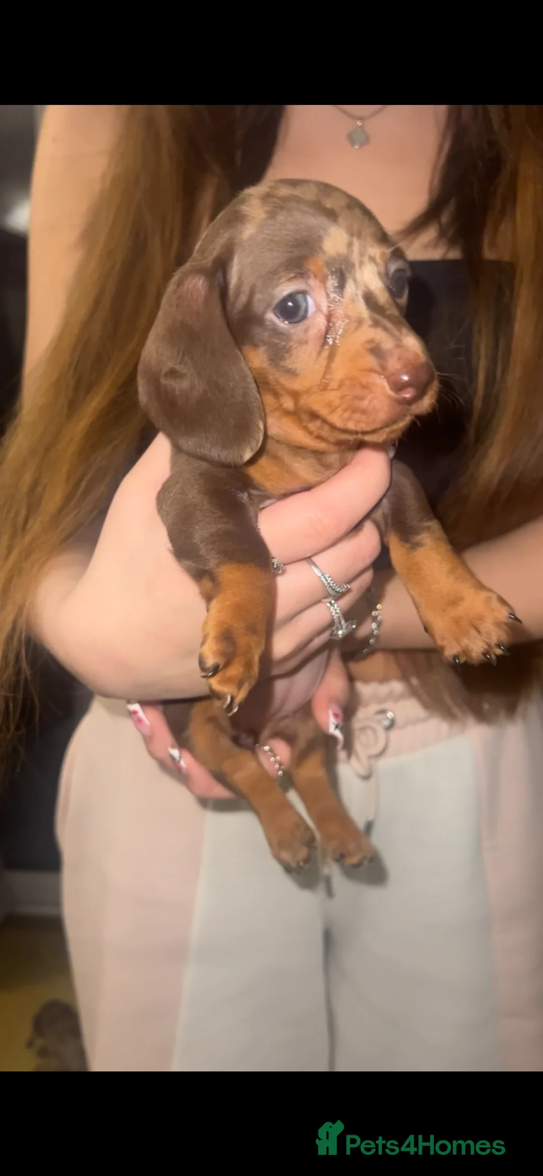Miniature Dachshund dogs for sale: 5 stunning miniature dachshund puppies 🐾🏡 - Advert 4