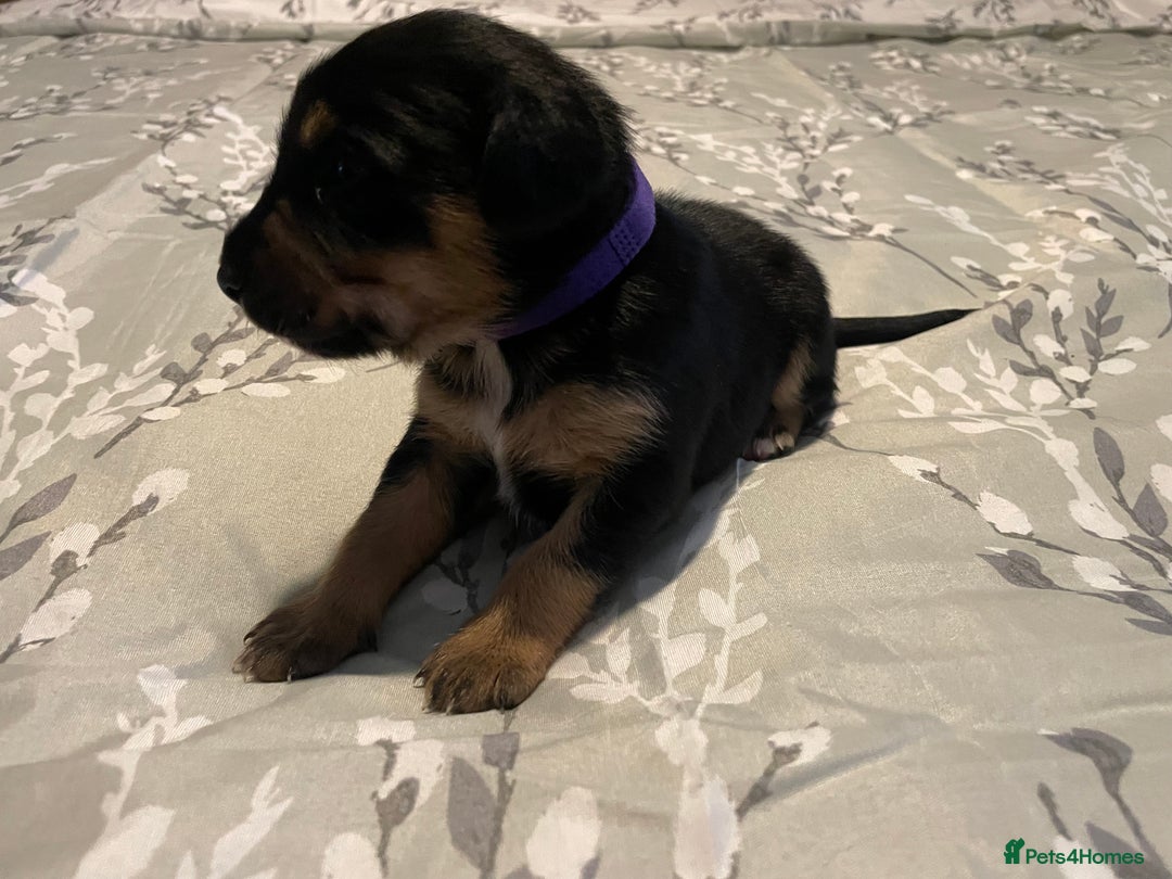 Mixed Breed dogs for sale: Sprollies - Image 13