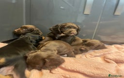 Cocker Spaniel dogs for sale: Cocker spaniel puppies - Image 4