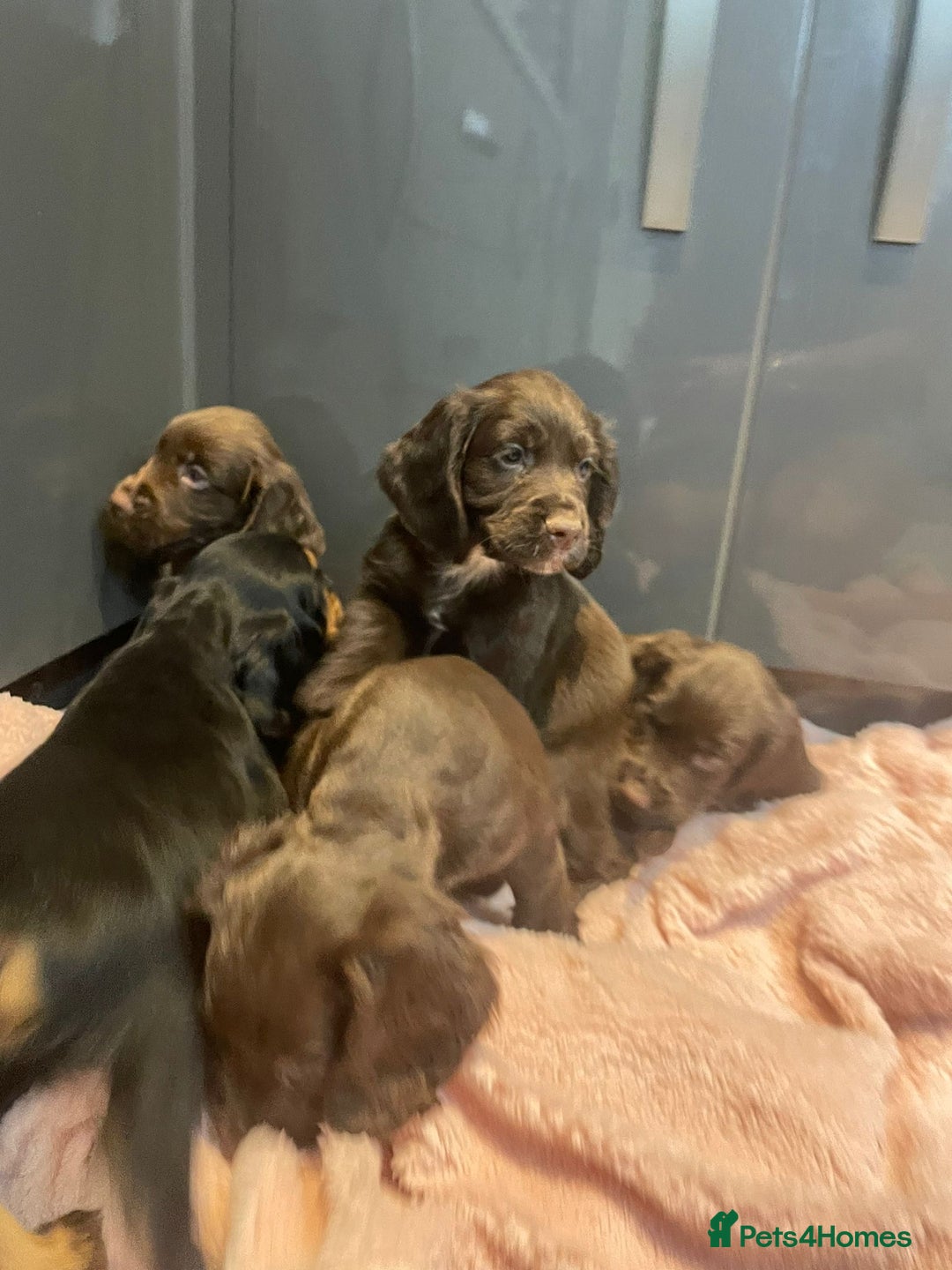 Cocker Spaniel dogs for sale: Cocker spaniel puppies - Image 4