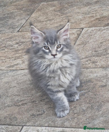 Free Kittens for sale | Pets4Homes