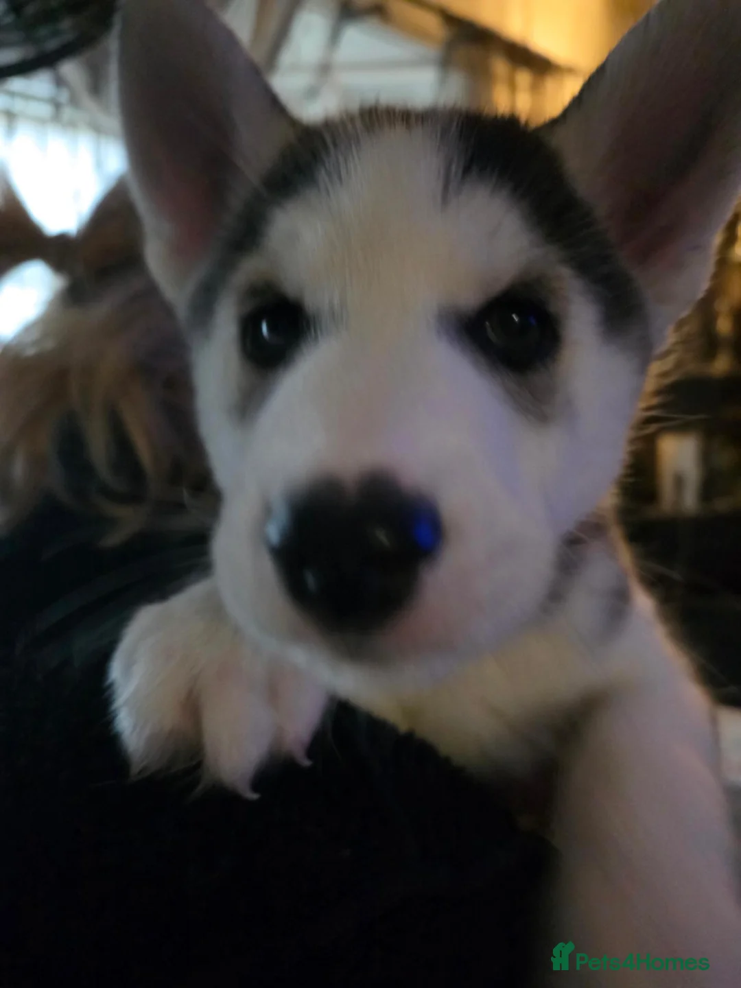 Siberian Husky dogs for sale: 1 beautiful siberian husky puppy left, 1 boy  - Advert 2