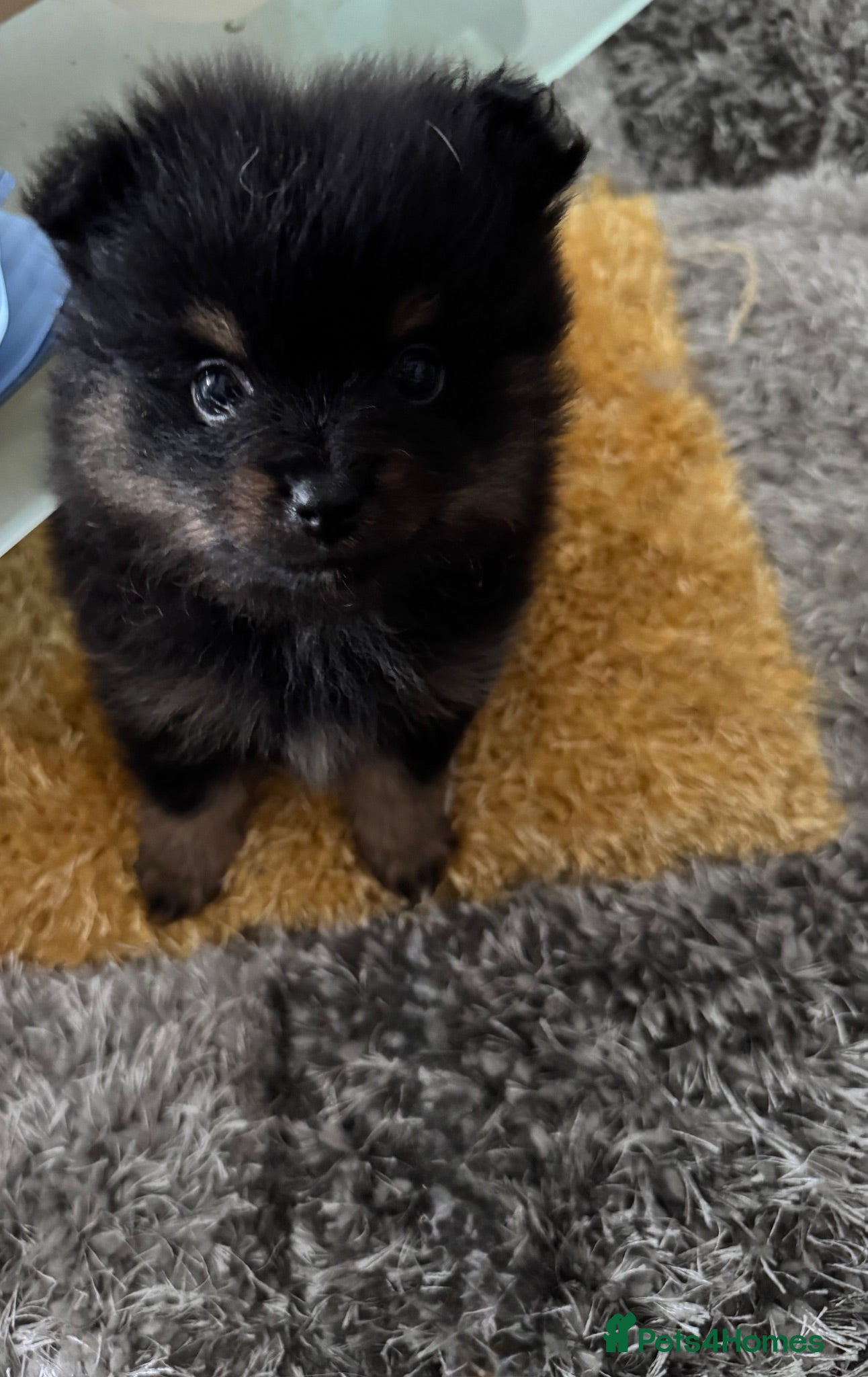 Pomeranian dogs Beautiful Pomeranian Pups - Advert 6