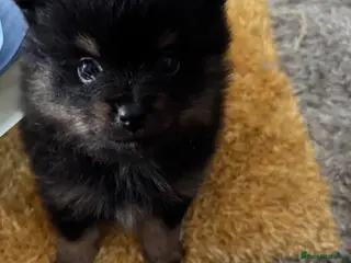 Pomeranian dogs Beautiful Pomeranian Pups - Advert 6