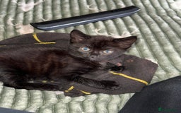 Mixed Breed cats for sale: Cat for sale  - Image 12