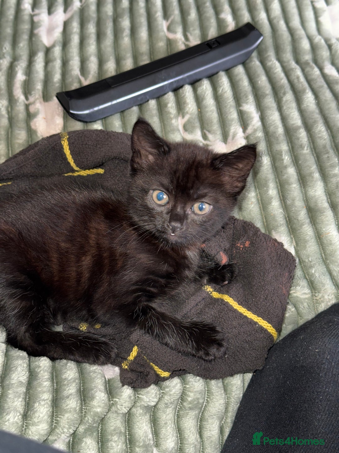Mixed Breed cats for sale: Cat for sale  - Image 12