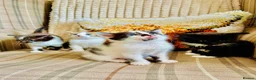 Mixed Breed cats for sale: Gorgeous friendly kittens  - Advert 7