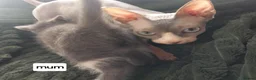 Mixed Breed cats for sale: Persian x sphynx  accidental litter - Advert 7