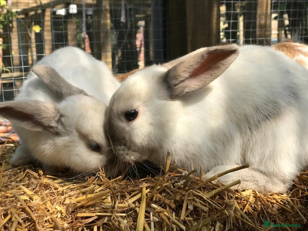 Mini Lop rabbits for sale: Selection of rabbits  - Advert 5