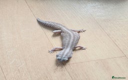 Gecko reptiles for sale: 2 leopard ghekos. - Image 6
