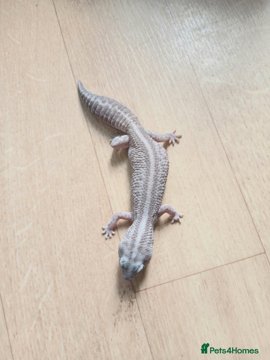 Gecko reptiles for sale: 2 leopard ghekos. - Image 6