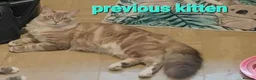 Mixed Breed cats for sale: 2 beautiful mix kittens 🤩Ready now  - Advert 10